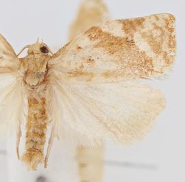 Male. © Jason J. Dombroskie. Image used with permission.